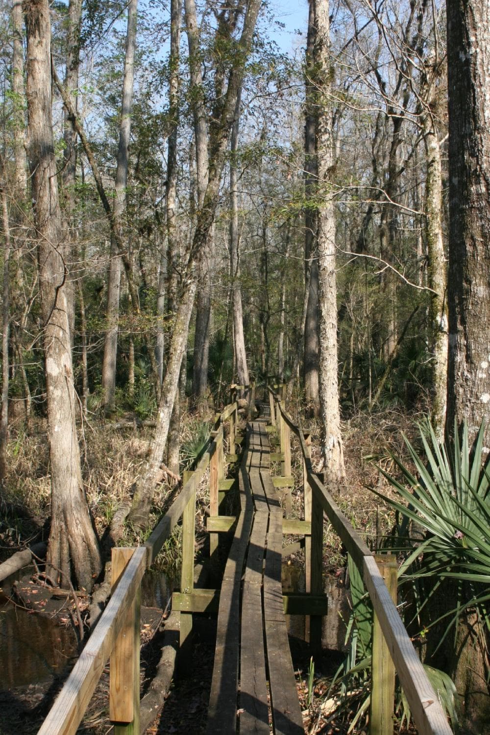 Big cypress boadwalk
