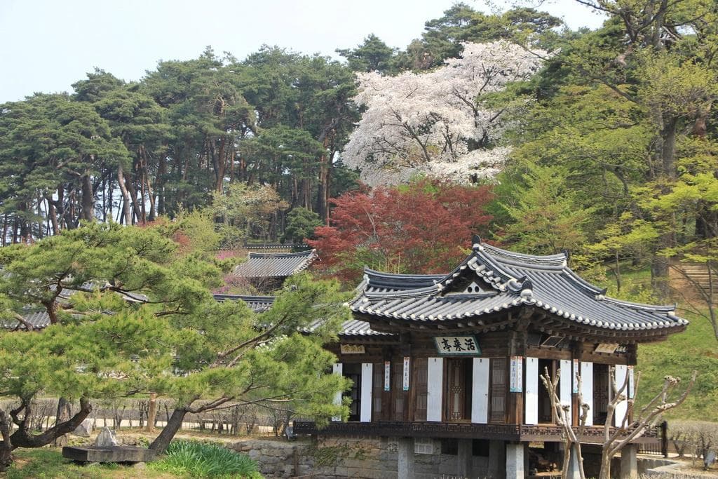 Rumah depan tempat menerima tamu. Masih ada bunga sakura yang mekar
