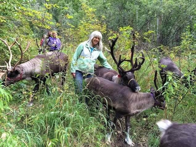 Jane and the reindeer family on a summer walk.