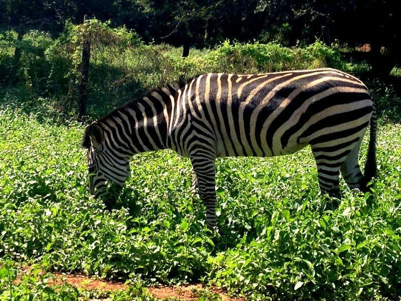 small collection of wildlife