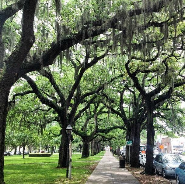 Парковая аллея с дубами