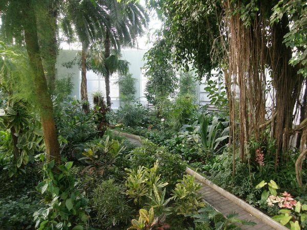 Тропическая оранжерея