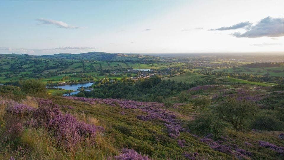 Heather in flower at Tegg's Nose Country Park
