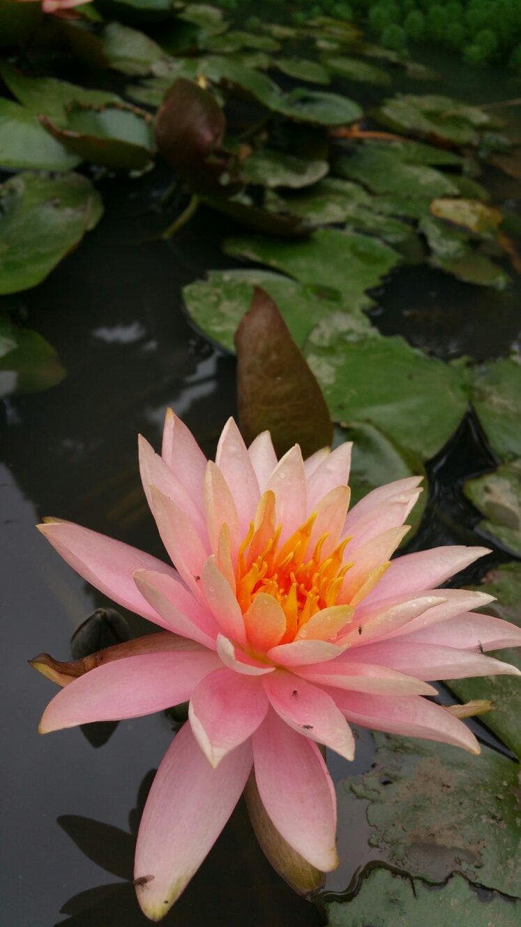 Hefei Botanical Garden