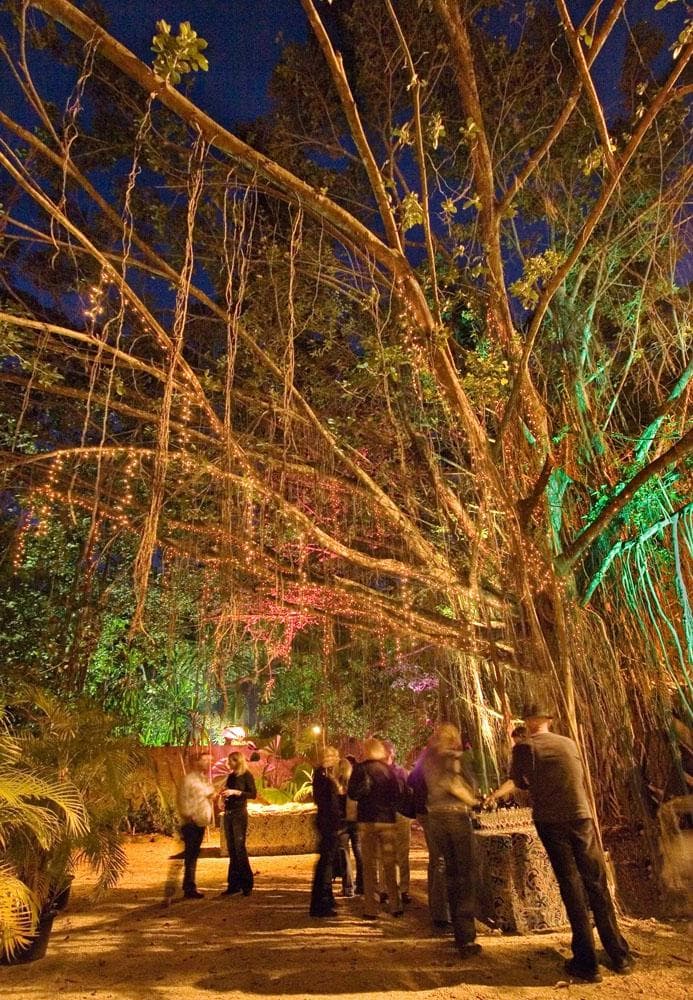 this amazing fig tree seems to be taking over the site