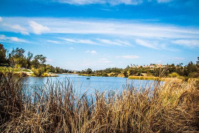 A view of the lake over the brush.