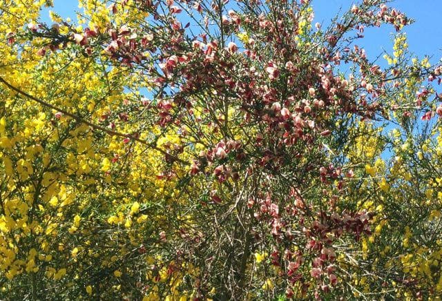 Scotch Broom