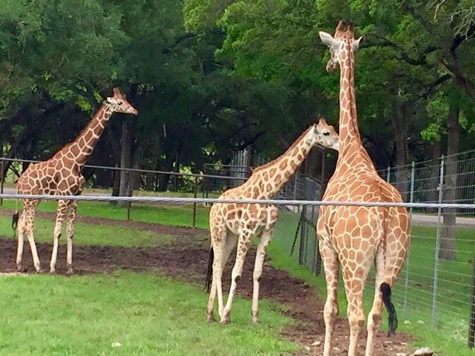 Wildlife Ranch outside Garden Ridge, Texas