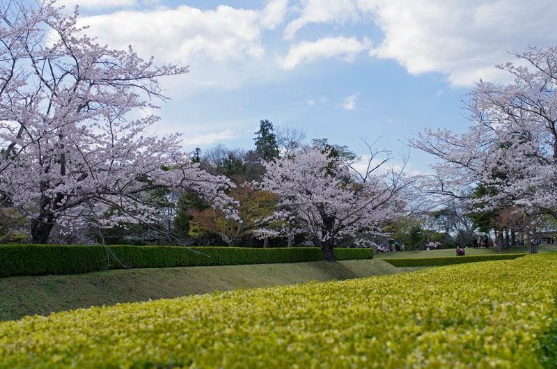 桜とレンギョウ