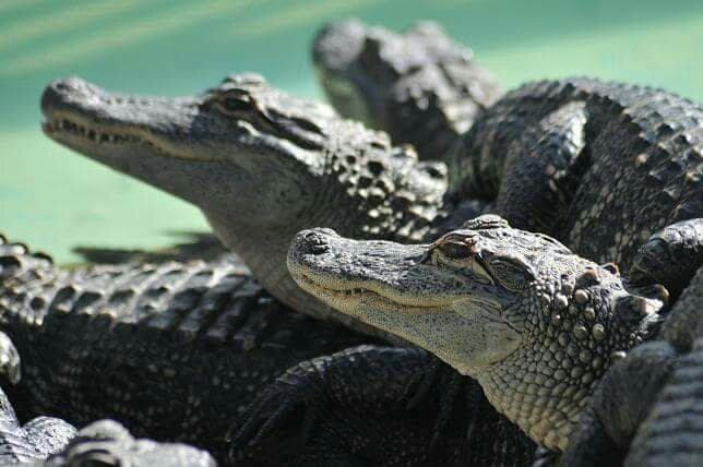 Gator Golf And Adventure Park