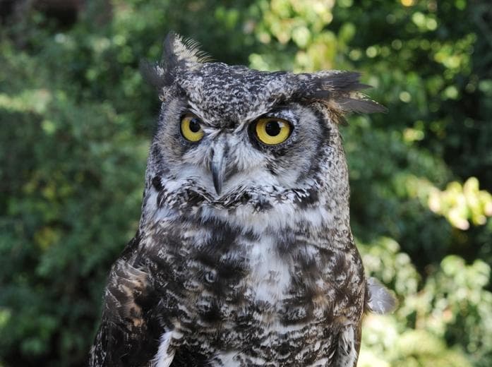 'Desmond' the Great Horned Owl