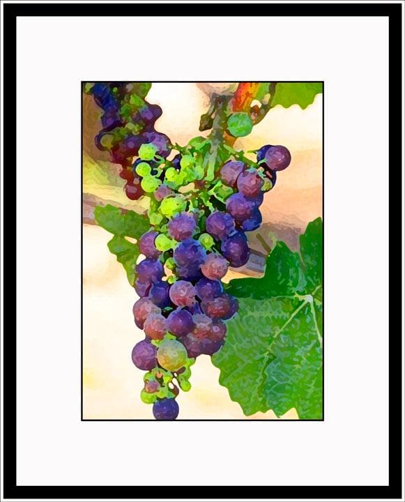 The grapes are beginning to ripen in mid-August 2015