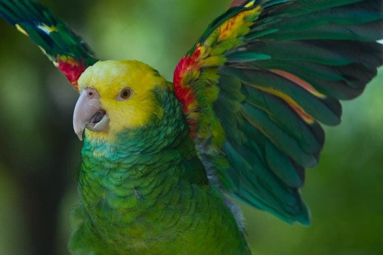 Amazon Parrot