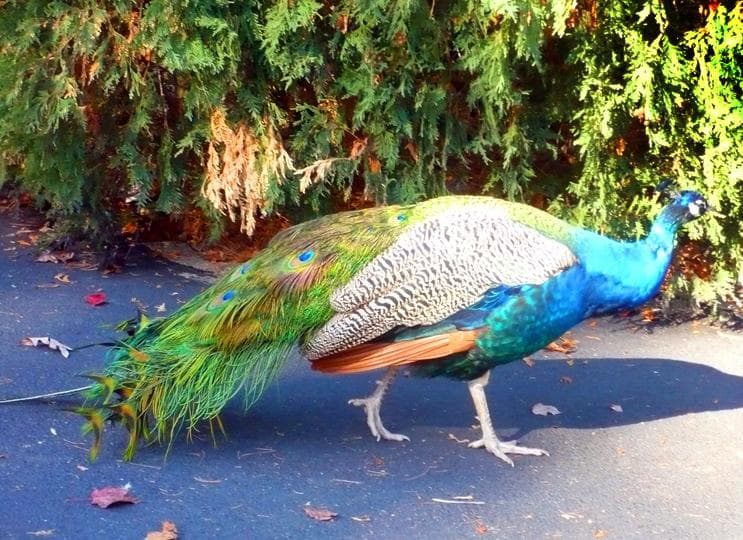A Beautiful Peacock in the Zoo