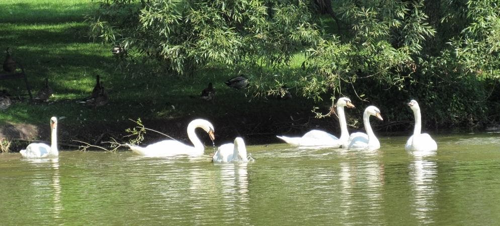 gliding swans