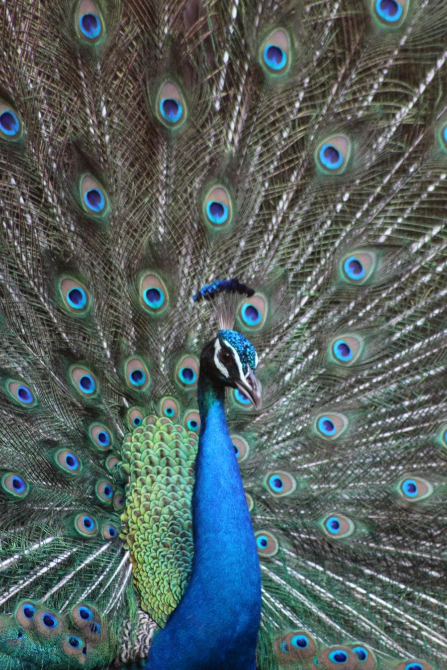 On cloudy day surely we can enjoy the peacock dance
