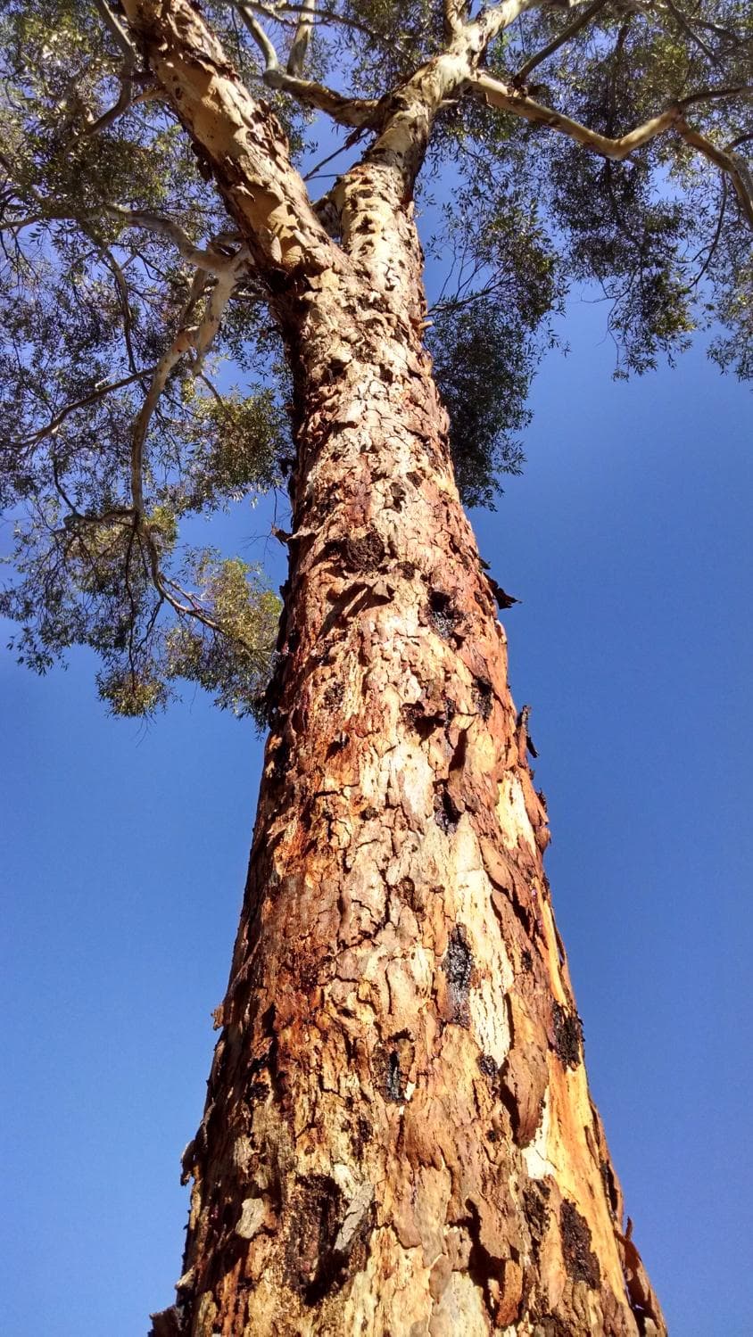 One of the many beautiful eucalyptus trees in the grove