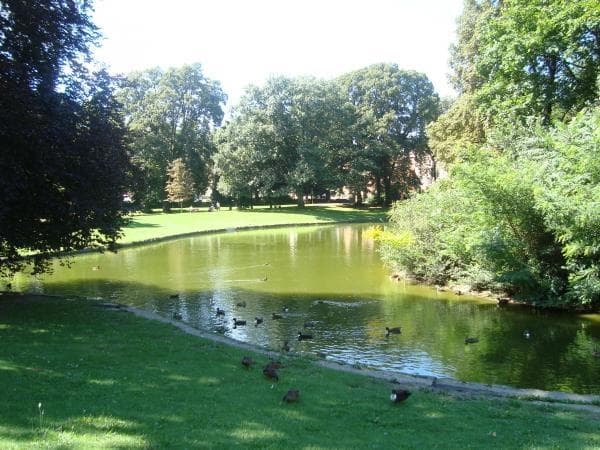 Um passeio no lago, com Patos