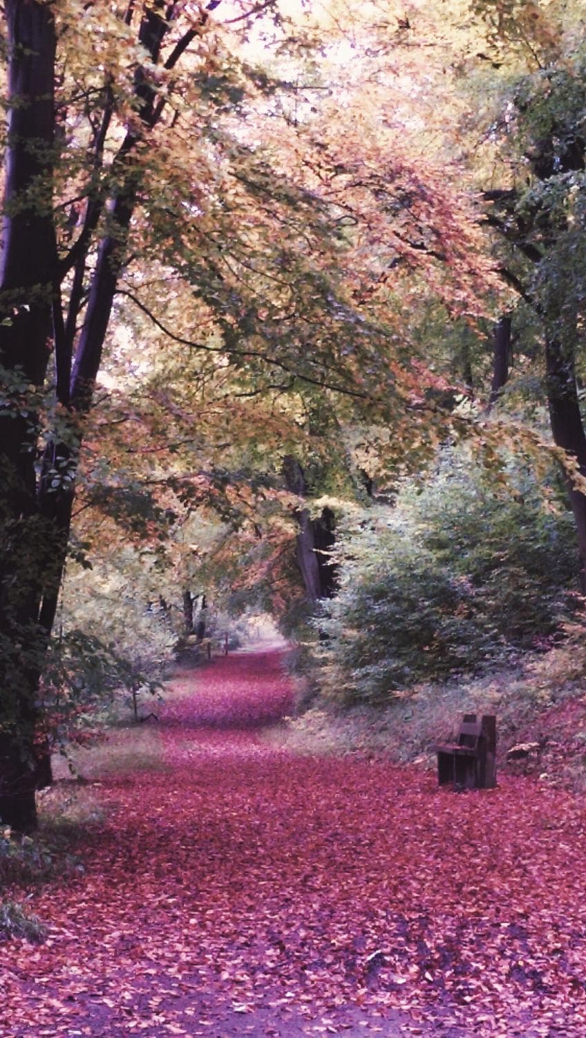 Red Autumn Walk