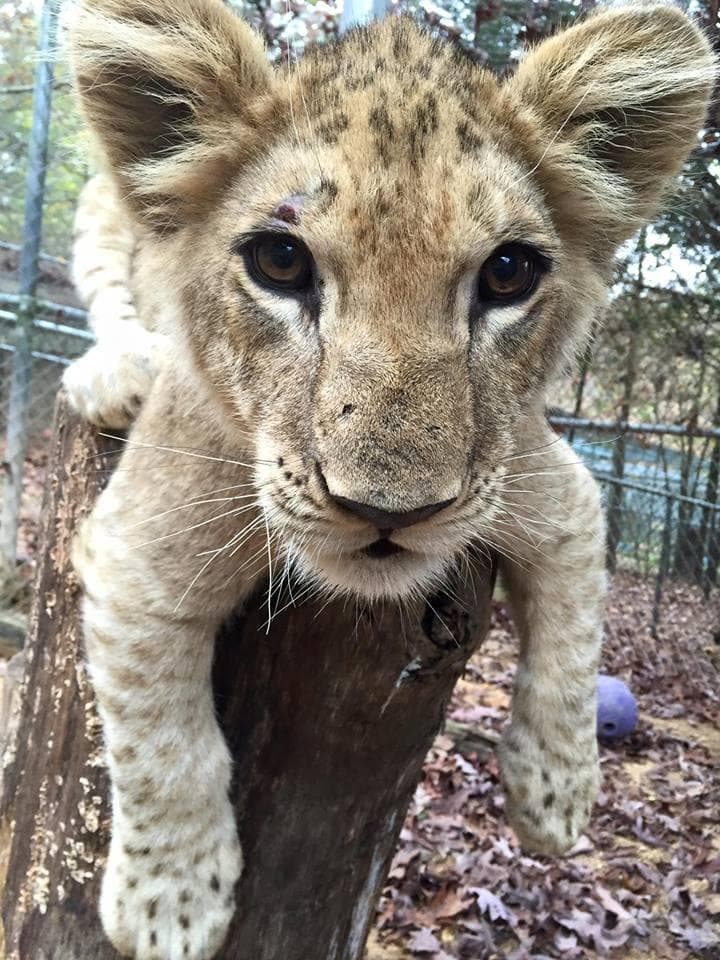 Baby African Lion