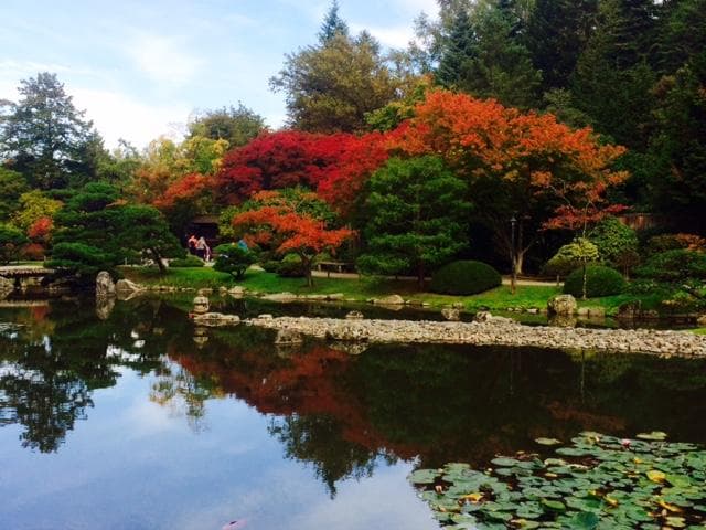 Fall color reflected in the koi pond.