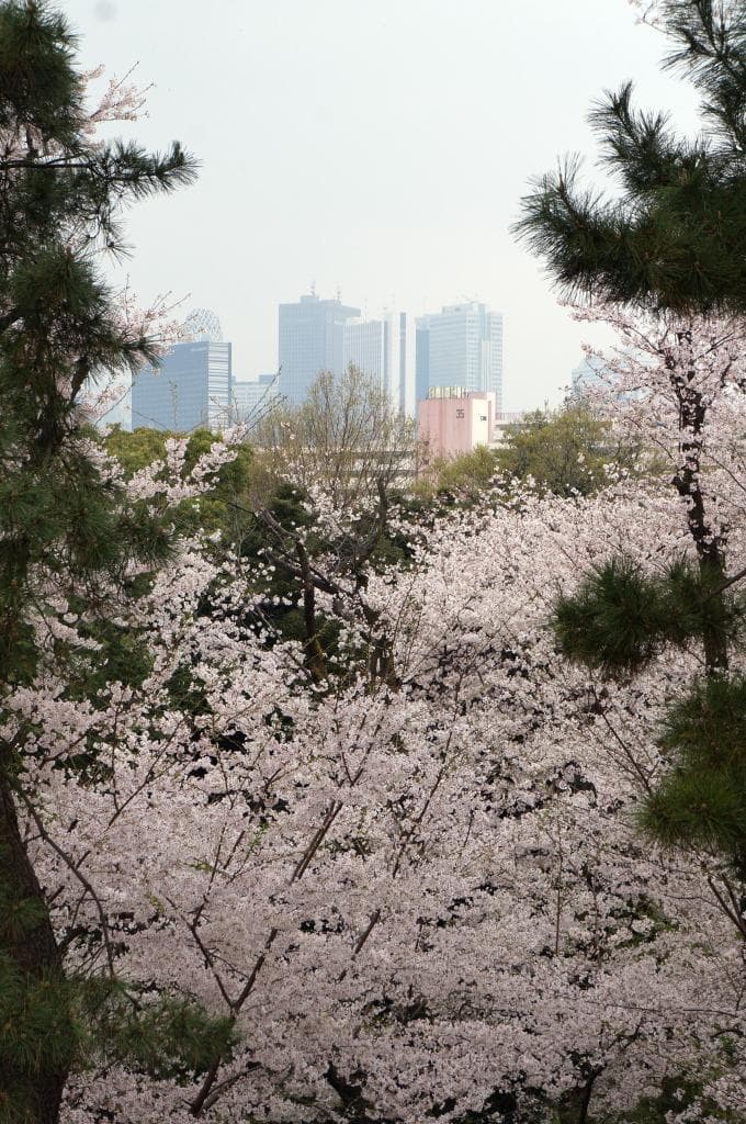高層ビルと桜