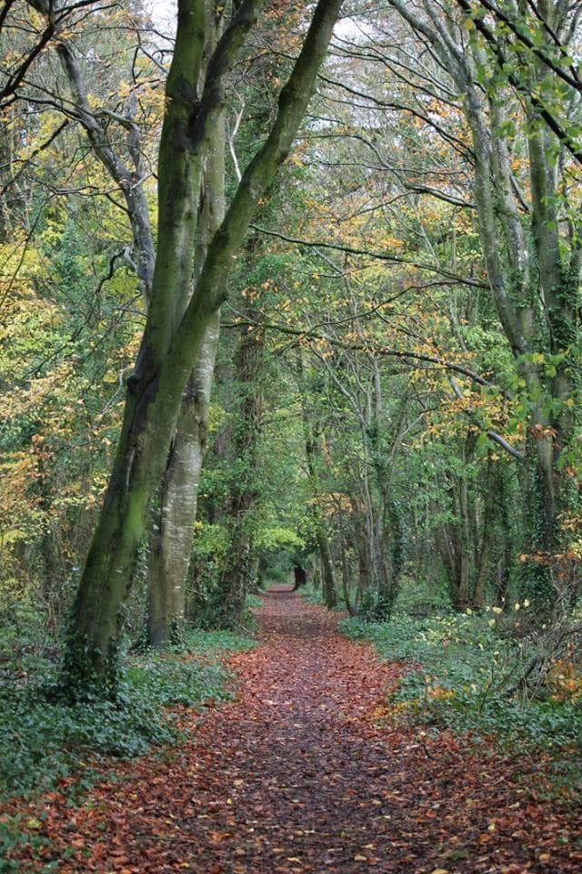 Trail