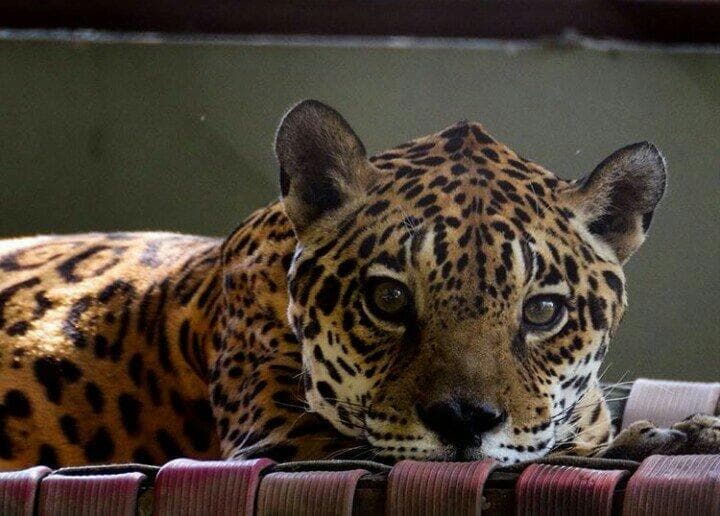 Bosque dos Papagaios Ecological Park