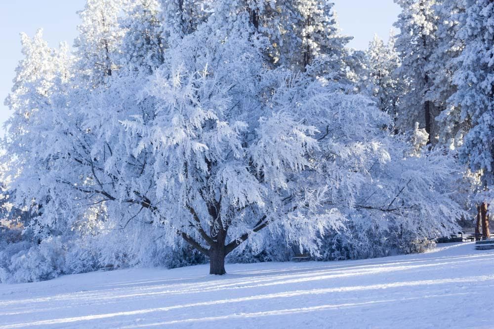 A hard frost turns every tree into a mystical wonder.