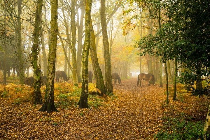 Calm horses