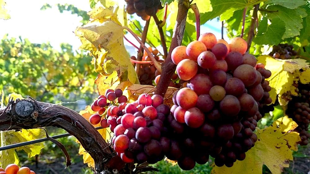 Leading Tasmanian Wine Producer