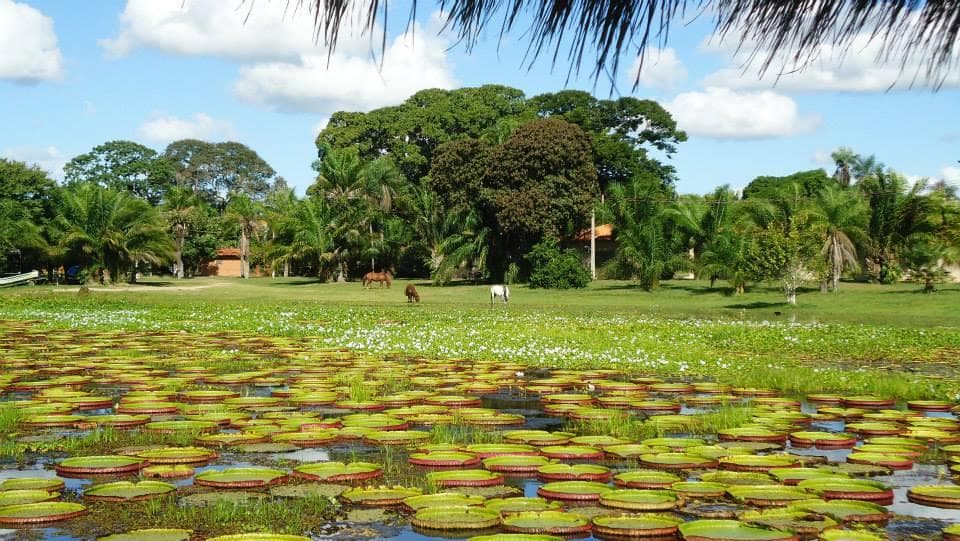 Pantanal Wetlands