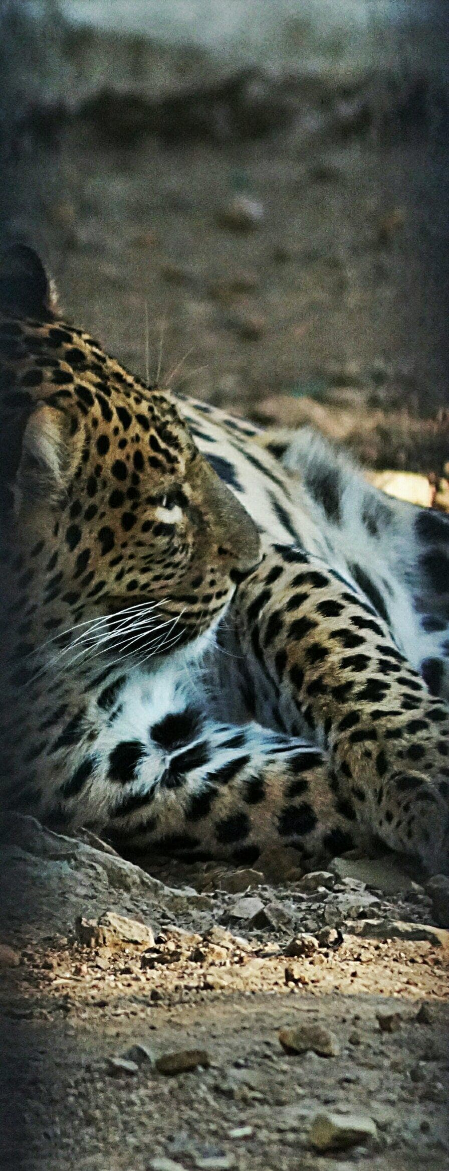 Maharajbagh Zoo and Garden