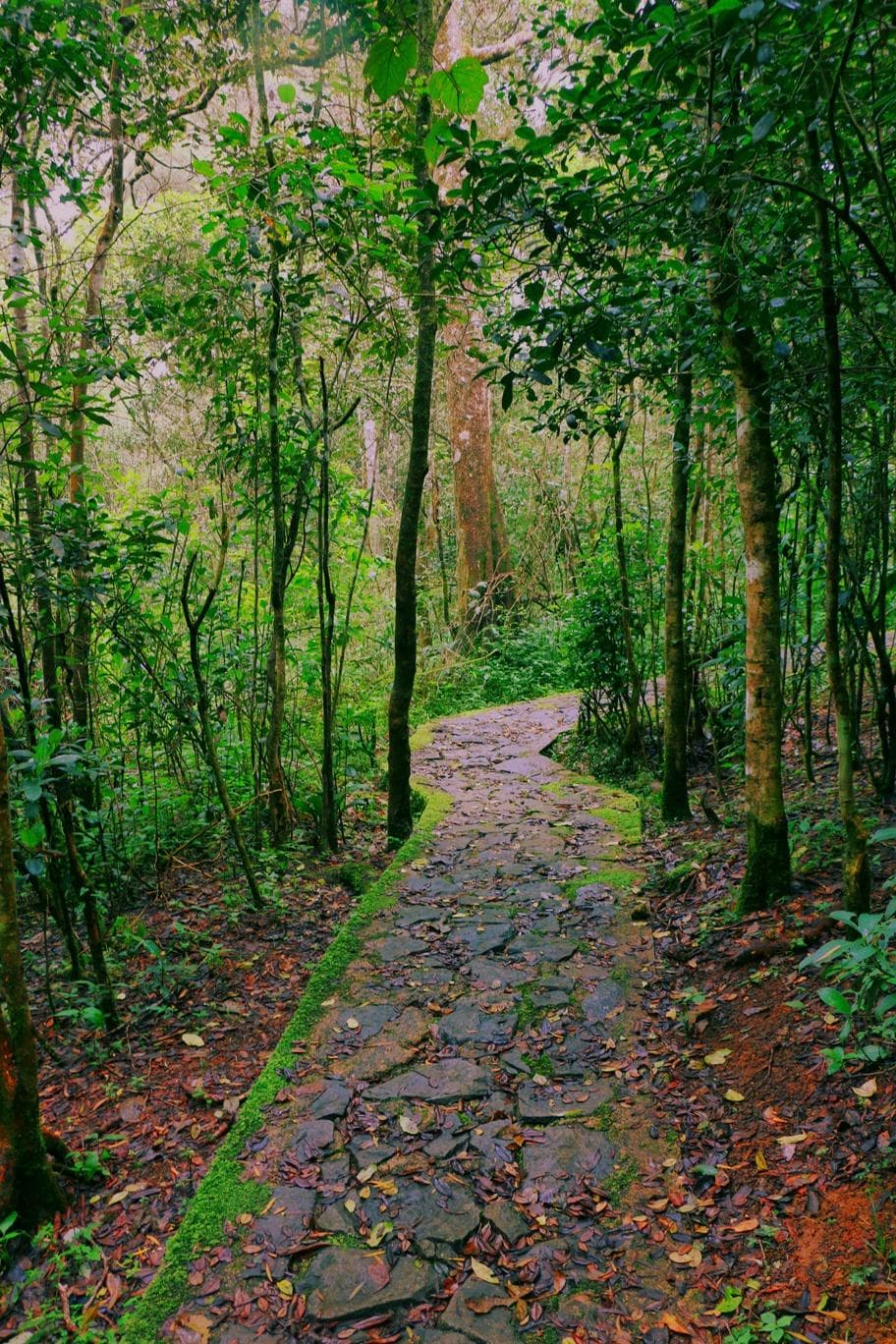 Well paved foot pathway inside the park