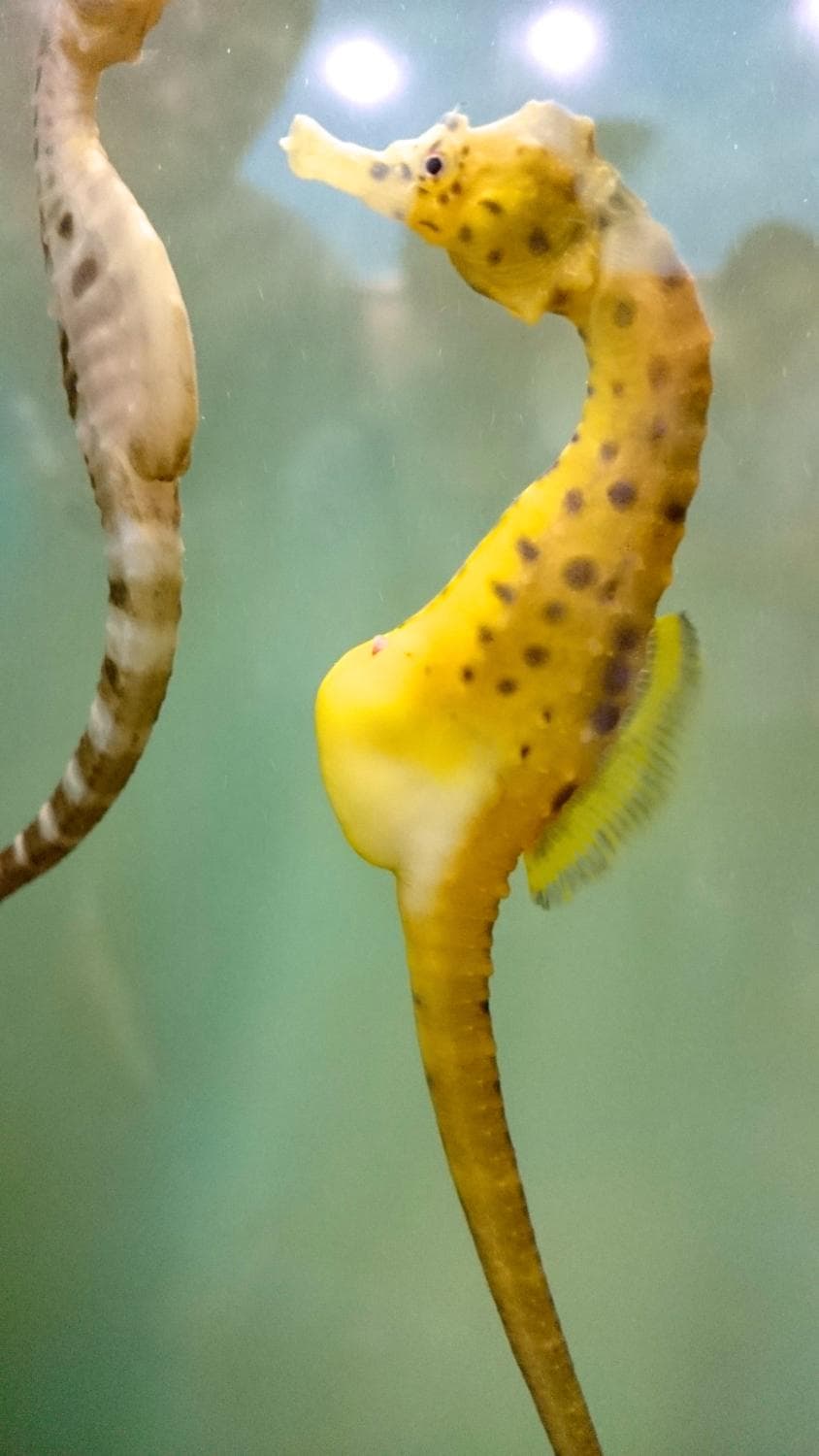 one of the many pregnant stages