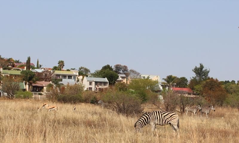 Zebra and buck grazing along the edge of the nature reserve