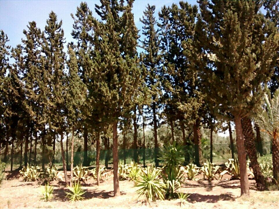 Agdal Gardens Marrakesh