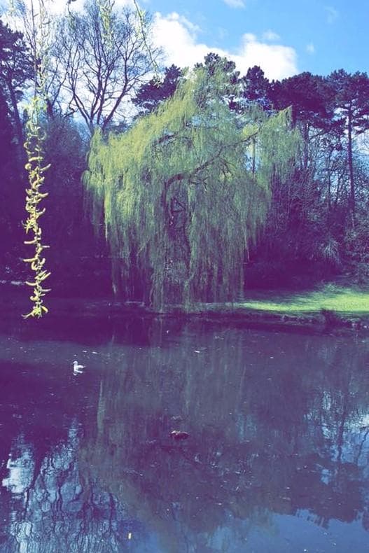 Stewarts Park. Lake area. 2016.