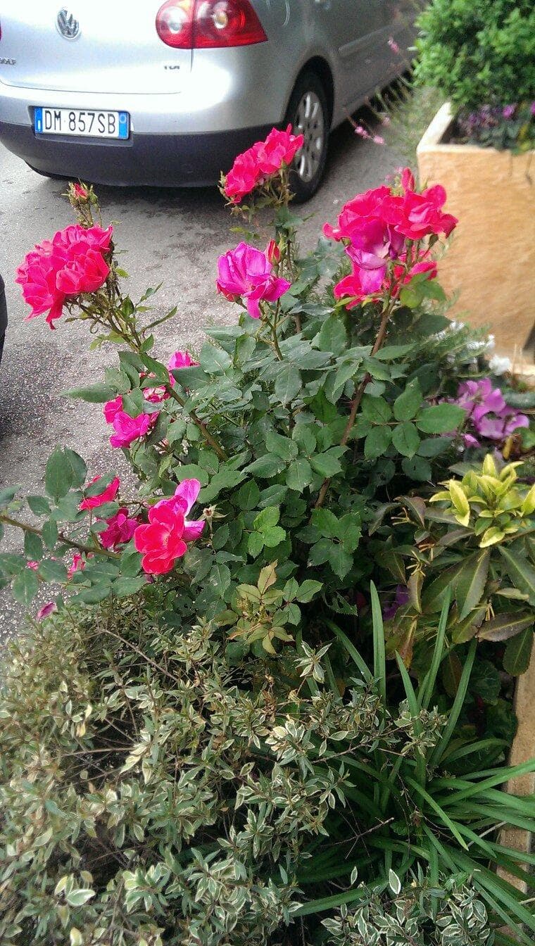 Parco Lord Baden Powell