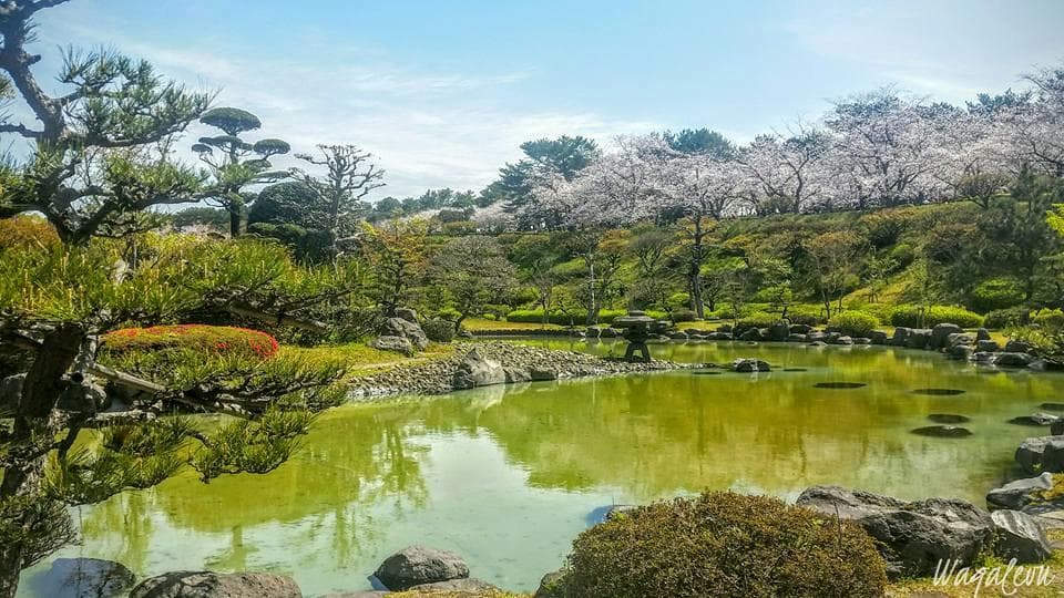 Looking towards the park from across the man-made pond bordered by Sakura