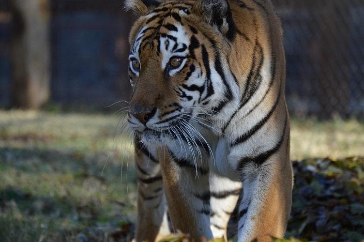 Bengal tiger at the Amarillo Zoo