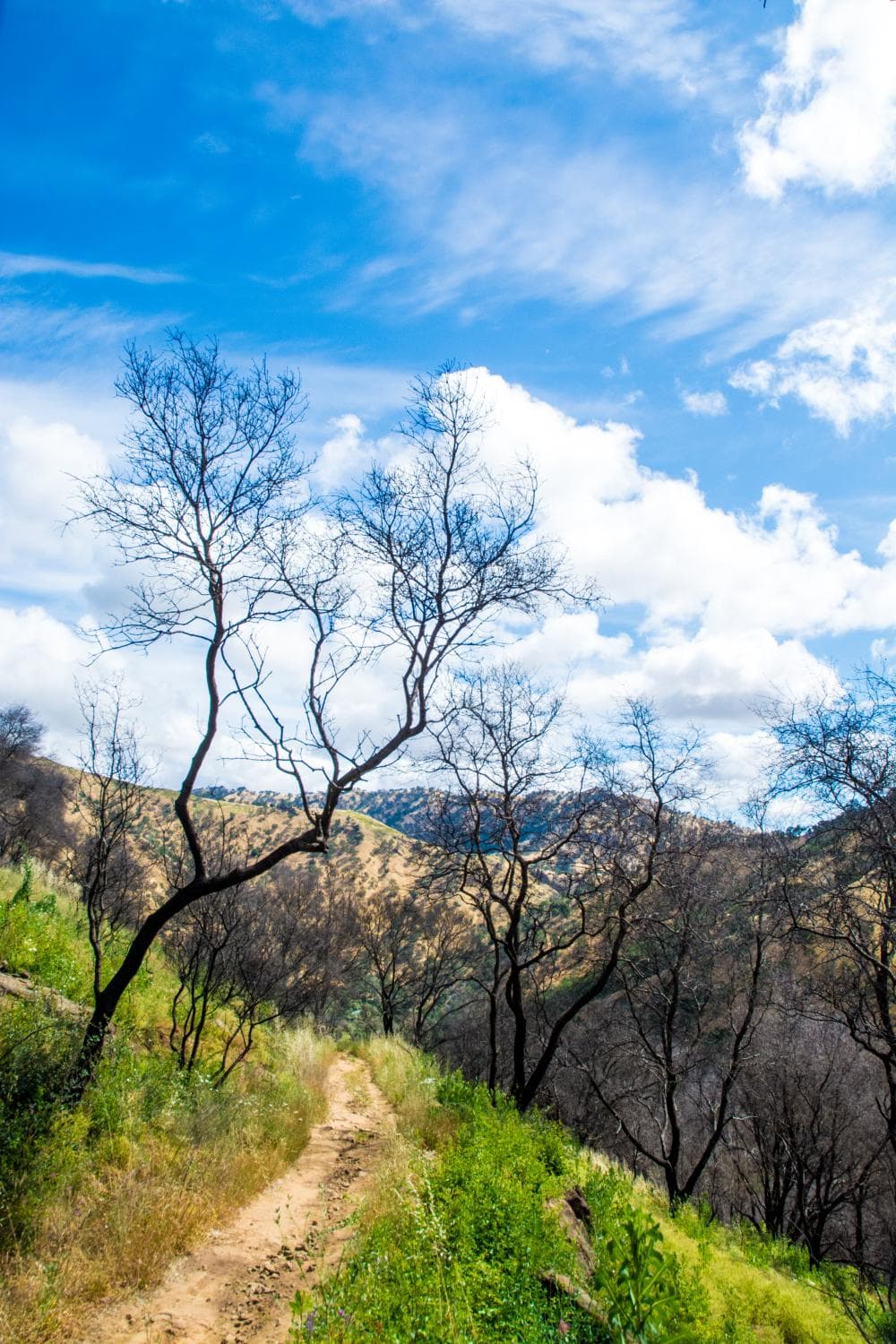 View from Blue Ridge Trail