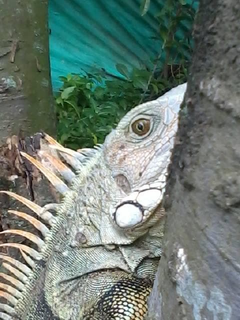 The Iuana is better now, and ready to climb up the tree, again