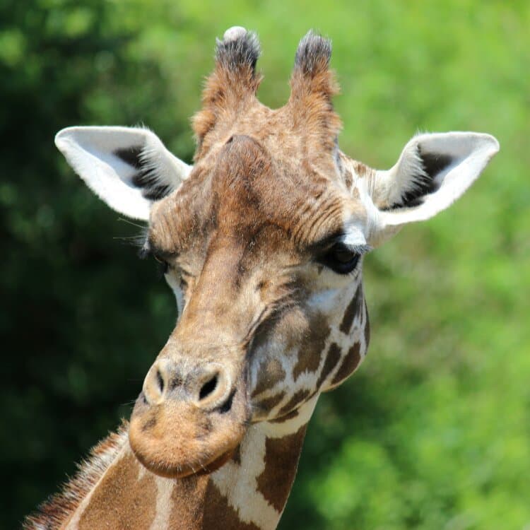 Chiba Zoological Park
