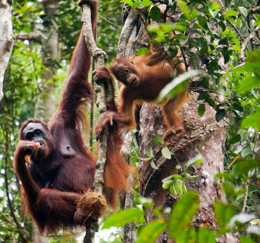 Semenggoh Nature Reserve