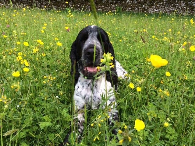 Wally the cocker spaniel in Grass Woods