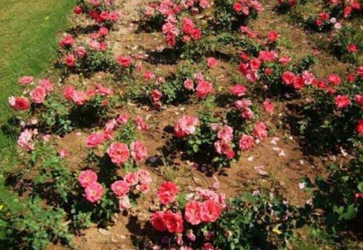 Zakir Hussain Rose Garden Chandigarh