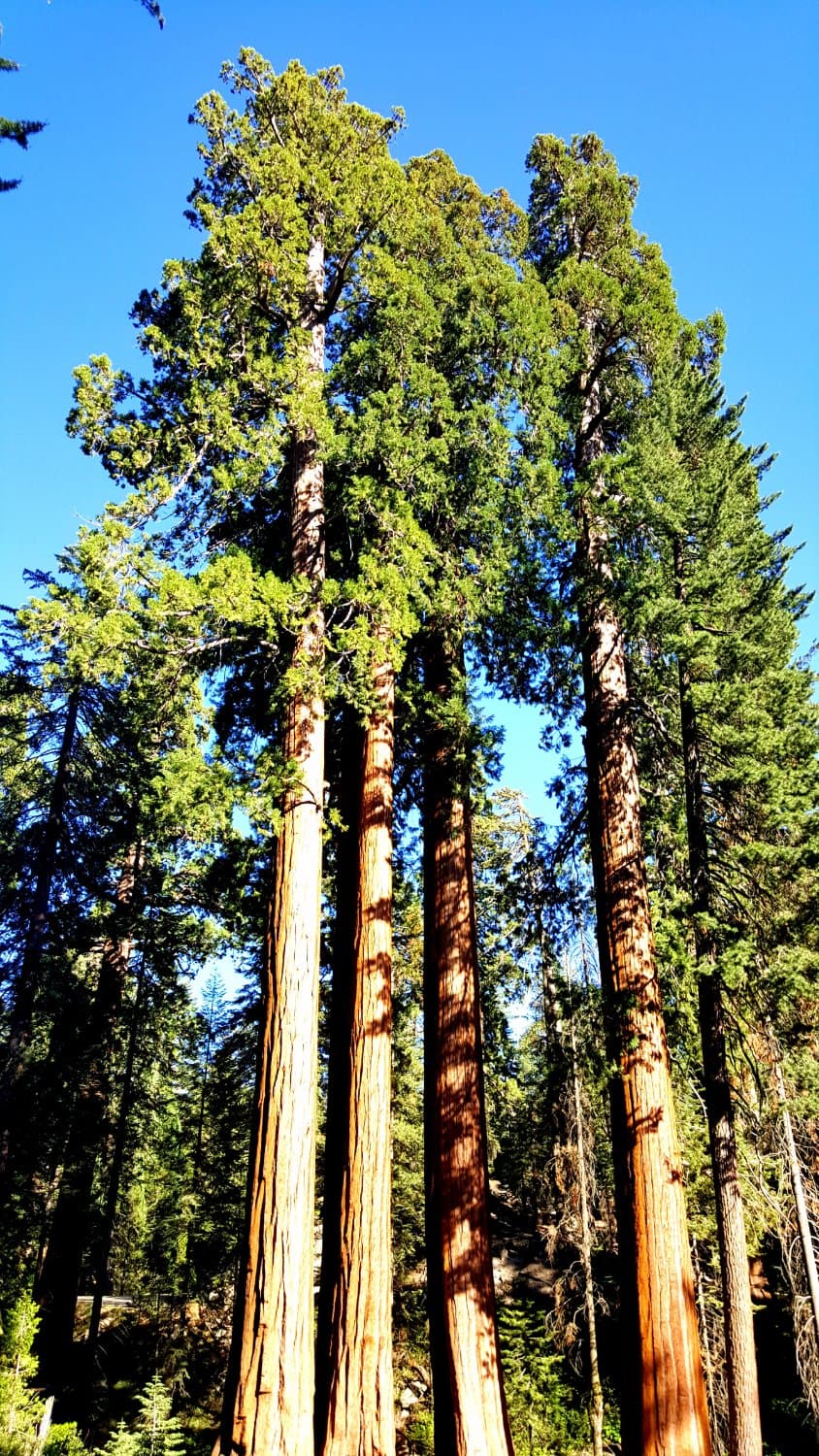 Tall Trees