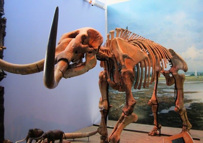 Mammoth