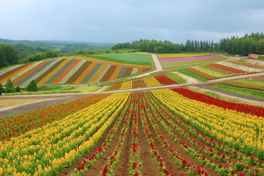 Shikisai-no-oka (Flower Park)